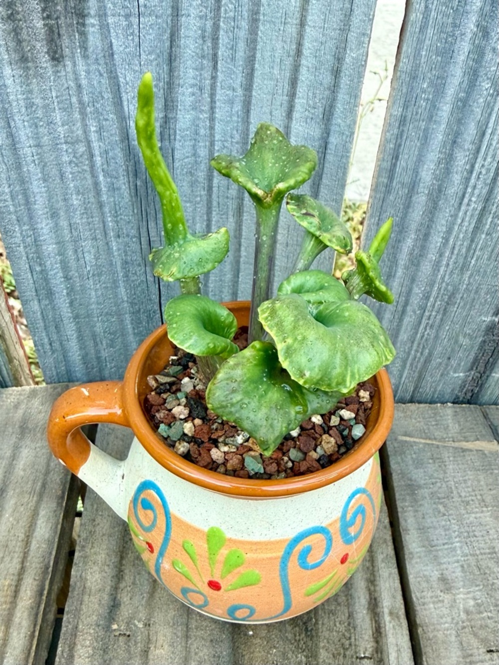 Extremely Rare & Exotic Live Succulent Plant in pot “Kalanchoe Angel Trumpet”